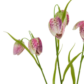 Lucidora - The Natural Garden Collection Purple Fritillaria Stem - Single Stems