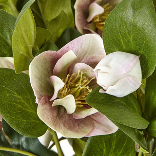 Lucidora - Variegated Pink Hellebore Plant In Grey Pot - Potted Plants