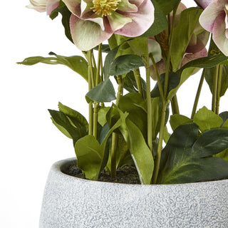 Lucidora - Variegated Pink Hellebore Plant In Grey Pot - Potted Plants