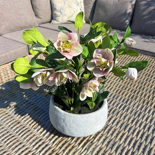 Lucidora - Variegated Pink Hellebore Plant In Grey Pot - Potted Plants