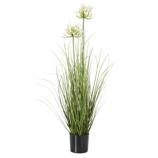 Lucidora - White Agapanthus Plant In Pot - Potted Plants