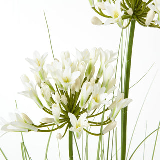 Lucidora - White Agapanthus Plant In Pot - Potted Plants