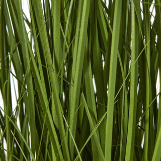 Lucidora - White Allium Plant In Pot - Potted Plants