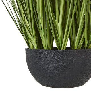 Lucidora - White Allium Plant In Pot - Potted Plants