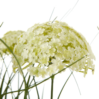 Lucidora - White Allium Plant In Pot - Potted Plants