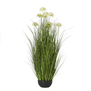 Lucidora - White Allium Plant In Pot - Potted Plants
