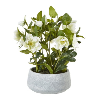 Lucidora - White Hellebore Plant In Grey Pot - Potted Plants