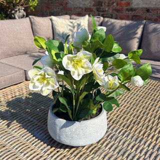 Lucidora - White Hellebore Plant In Grey Pot - Potted Plants