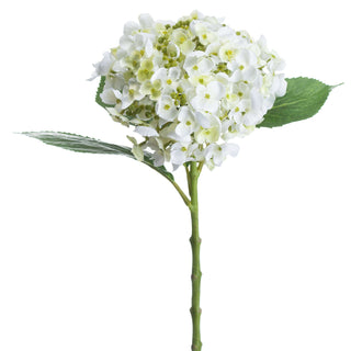 Lucidora - White Lace Cap Hydrangea - Single Stems