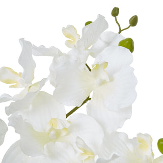 Lucidora - White Vanda Orchid Plant In Ceramic Pot - Potted Plants