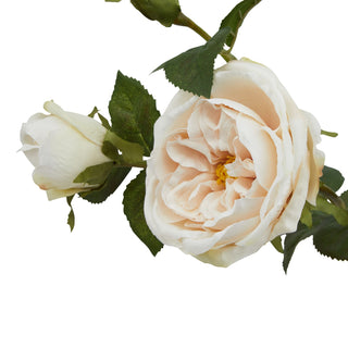 Detailed view of the open palest blush rose bloom and the smaller closed bud next to it.