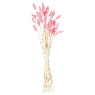 Plain front-on studio shot of a tied bouquet of dried bunny tail grass with pink heads and natural stems.