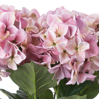 Detail shot showing the dense cluster of pink hydrangea florets above a large green leaf.