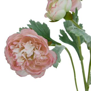 Detail shot of the large open pink ranunculus flower and textured green foliage.