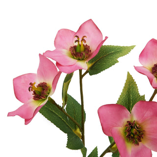 Close-up showing the fabric texture of the pink hellebore petals and the detailed flower centres.