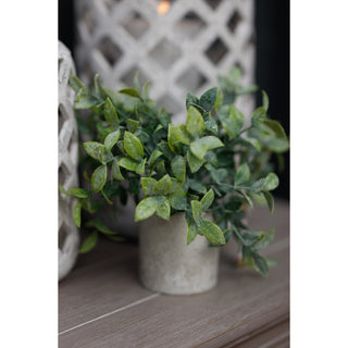 Artificial box plant displayed on a wooden surface alongside two large decorative grey lanterns.