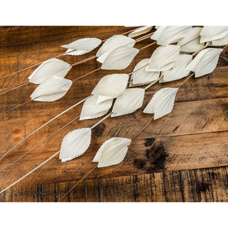 Detail shot of the white Thlaspi Arvense pods with scalloped edges against rustic brown wood.