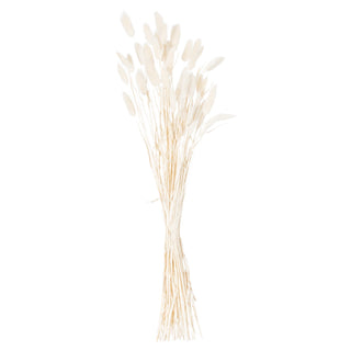 Full bunch of dried white bunny tail flowers tied together on a white background.