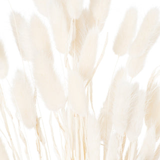 Close-up detail of the soft white texture of the dried bunny tail flower heads.