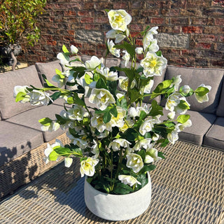 White hellebore in grey pot sitting on a wicker table in a sunny garden setting near a brick wall.