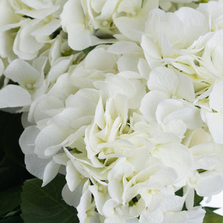 Close detail of the white petals and layered texture of the artificial hydrangea flowers.