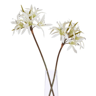 Two white Nerine lily stems shown in a clear rectangular vase against a white backdrop.