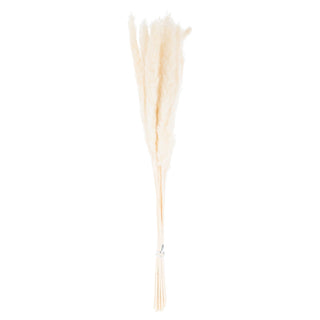 Front view of the complete bunch of 15 dried white pampas grass stems tied together.