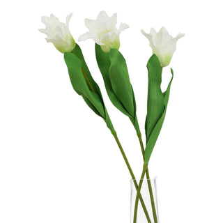 Three white parrot tulip stems displayed together in a clear glass vessel.