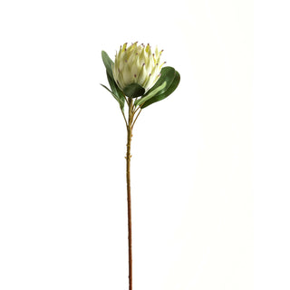 Single artificial protea stem with a large creamy white flower head and dark green foliage.