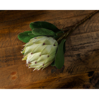 Medium shot of the protea stem and closed flower head against a dark, textured wood background.