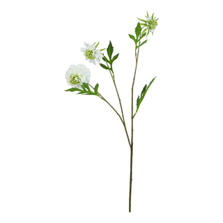 Single artificial white scabious stem featuring green leaves and multiple flowers and buds, shot front-on.