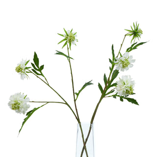 Two artificial white scabious stems arranged in a clear glass vase against a white background.