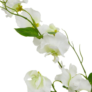 Close up detail of the white sweetpea flowers showing the petals, green leaf, and thin tendrils.
