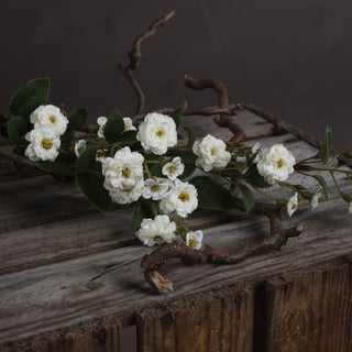 Close-up of the white wild meadow rose flowers and serrated green leaves resting on weathered grey wood.